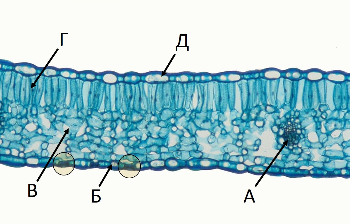 Мезофилл листа клетки. Столбчатый мезофилл листа. Функции ткани листа мезофилл. Паренхима мезофилл. Дланевидные клетки мезофилла.