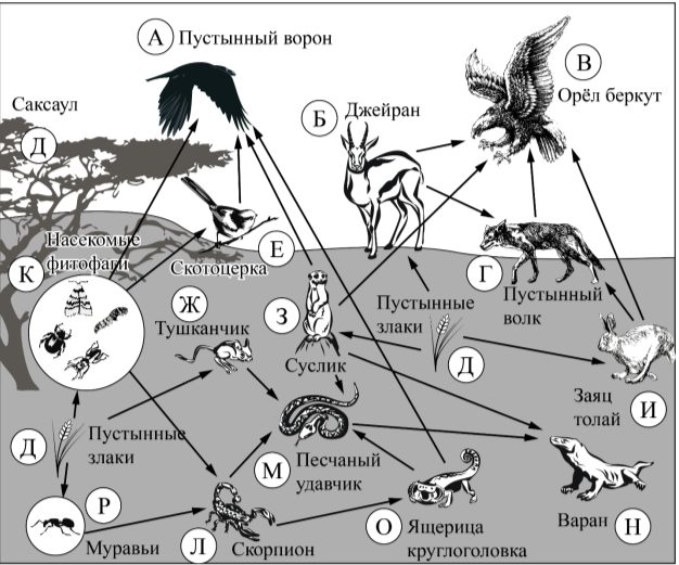 Задание 19. Выберите из приведённого ниже списка три характеристики, которые можно использовать для экологического описания пустынного волка. Список характеристик: