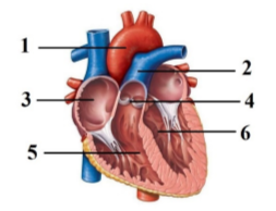 Выберите три верно обозначенные подписи к рисунку, на котором изображено сердце человека. Запишите в таблицу цифры, под которыми они указаны.