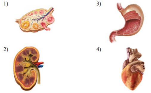 Под каким номером изображён орган половой системы человека?