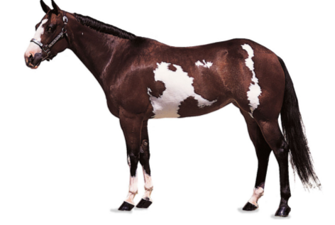 Рассмотрите фотографию пятнистой лошади. Выберите характеристики, соответствующие её внешнему строению, по следующему плану: масть (окрас), постановка головы, форма головы, постановка задних конечностей. При выполнении работы используйте линейку и карандаш.