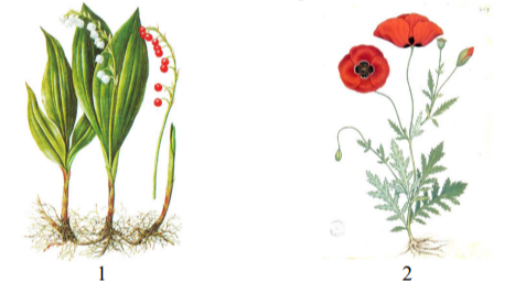 Установите соответствие между характеристиками и растениями, изображёнными на рисунках 1 и 2: к каждому элементу первого столбца подберите соответствующий элемент из второго столбца