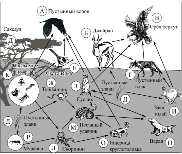 Выберите из приведённого ниже списка три характеристики, которые можно использовать для экологического описания тушканчика. Список характеристик: