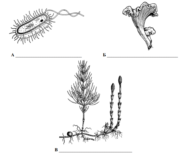 Задание 1. Рассмотрите рисунки с изображением представителей различных царств природы. Задание 1.1. Подпишите их названия, используя слова из предложенного списка: растения, бактерии, грибы.