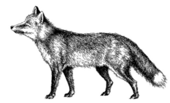 Перед Вами изображение лисицы обыкновенной. 