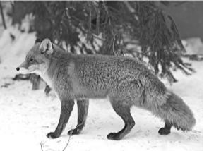 Прочитайте текст и выполните задания. (1)Лисица обыкновенная – хищное животное, широко распространённое на территории Евразии, Северной Америки. (2)Лисица – зверь среднего размера, массой до 10 кг, с изящным туловищем на невысоких тонких лапах, с вытянутой мордой, острыми ушами и длинным пушистым хвостом. (3)Самки лисицы рождают живых детёнышей и выкармливают их молоком. (4)Мех у лисицы густой, длинный, рыжего цвета, хорошо удерживающий тепло, поэтому зверь издавна был объектом охотничьего промысла. (5)Лисицы, в отличие от волков, охотятся на мелких животных, в основном на мышей, однако вблизи человеческого жилья могут нападать на домашнюю птицу. (6)В дикой природе лисицы редко живут более семи лет.