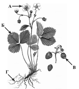 На рисунке буквами обозначены органы Земляники лесной. Запишите под каждой буквой в поле ответа номер соответствующего органа из представленного ниже списка. 1) стебель 2) лист 3) корень 4) цветок 5) плод