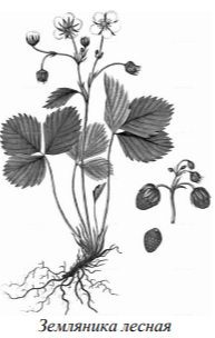 Одним из заданий проекта Кати и Саши было создание гербарного образца. Для данного растения им необходимо составить «паспорт», соответствующий положению этого растения в общей классификации организмов. 