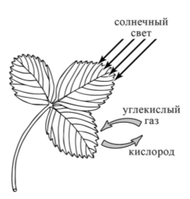 В своём проекте Катя и Саша хотели обратить особое внимание на способность растений синтезировать органические вещества из неорганических за счёт энергии света. Они изобразили этот процесс на схеме. Напишите его название.