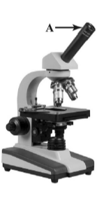 Прежде чем приступать к работе с микроскопом, надо изучить его устройство. Как называется деталь микроскопа, обозначенная на рисунке буквой А?