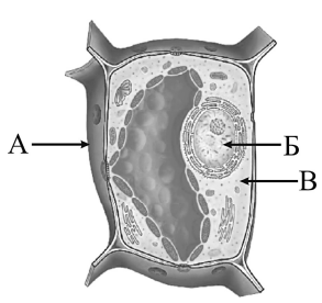 Ребята рассмотрели клетку листа с помощью микроскопа. Напишите названия структур, которые обозначены на рисунке буквами А–В.