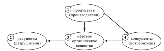 Какое место в трофической цепи сообщества занимает земляника? Запишите в поле ответа номер соответствующего звена.