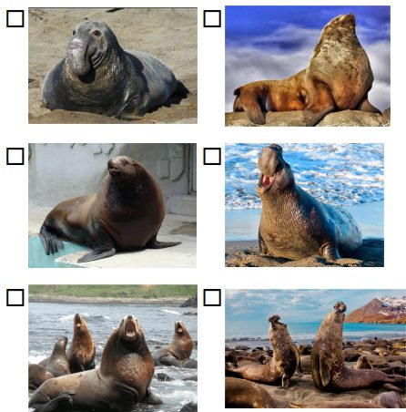 Отметь знаком фотографии, на которых изображён морской слон.