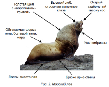 Морское царство Кто бы мог подумать, что в море обитают не только слоны, но и львы? Правда, все они морские и относятся к семейству тюленей. В России водится северный морской лев, или сивуч.