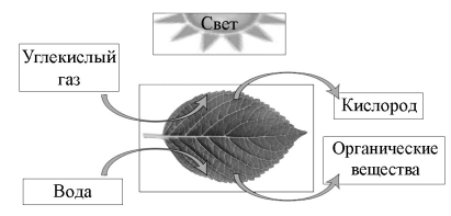 На представленной ниже схеме ученик зафиксировал один из процессов жизнедеятельности растений. Рассмотрите схему и ответьте на вопросы.