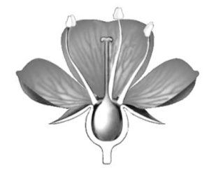Рассмотрите изображение цветка и выполните задания. 4.1. Покажите стрелками и подпишите на рисунке чашелистик, пыльник, завязь. 4.2. Какая структура развивается из стенки завязи при образовании плода?