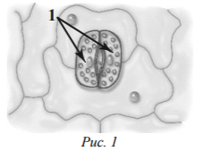 Ольга рассмотрела кожицу листа одуванчика под микроскопом и сделала рисунок (рис. 1). Что она обозначила на рисунке цифрой 1? Укажите два значения этой структуры в жизнедеятельности клетки.
