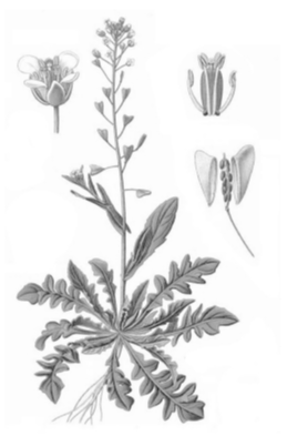 Вика и Дима выполняют проект, посвящённый растению Пастушья сумка, по следующему плану: внешнее и внутреннее строение, функции органов и тканей растения, особенности размножения.