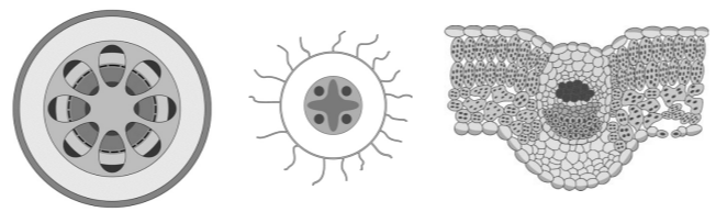 Вика и Дима для описания внутреннего строения Пастушьей сумки приготовили препараты из разных частей растения и зарисовали их, но не успели подписать рисунки. Подпишите названия органов растения на соответствующих рисунках. Объясните, по какому признаку Вы определили принадлежность образца под буквой В.