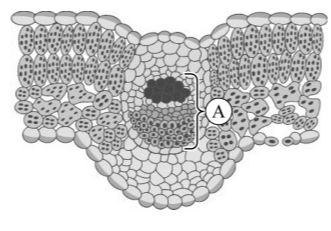 Рассмотрите рисунок. Напишите название ткани, обозначенной на рисунке буквой А. Какую функцию выполняет эта ткань?