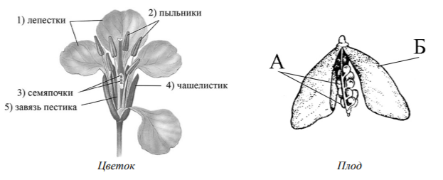 Из каких структур цветка, обозначенных на рисунке «Цветок» цифрами 1–5, развиваются части плода, обозначенные на рисунке «Плод» буквами А и Б?