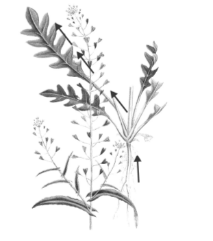 Транспорт каких веществ показан на рисунке стрелками?