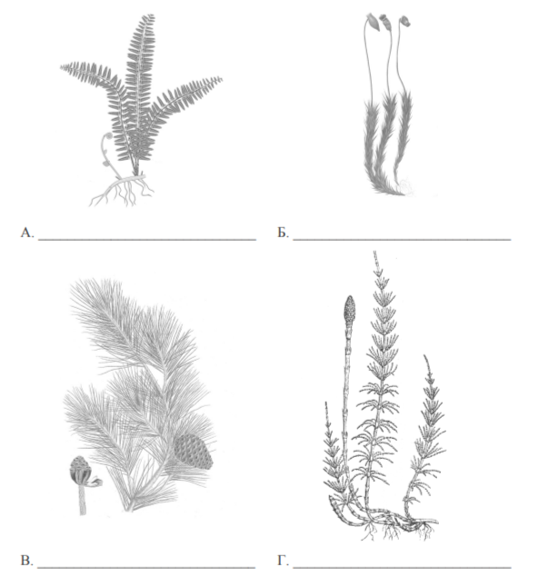 Задание 1. Рассмотрите рисунки с изображением различных объектов живой природы. Задание 1.1. Подпишите их названия, используя слова из предложенного списка: хвощи, голосеменные, папоротники, мхи. Задание 1.2. Три из изображённых на рисунках объектов объединены общим признаком. Выпишите название объекта, «выпадающего» из общего ряда. Объясните свой выбор