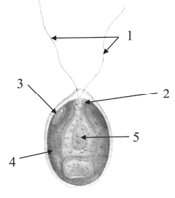 Задание 6.1. Напишите название органоида, обозначенного на рисунке цифрой 4. Задание 6.2. Какую функцию он выполняет?