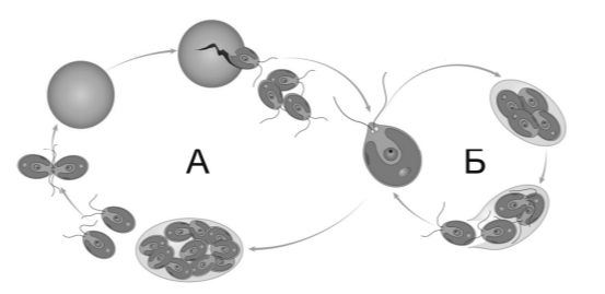 Задание 7.1. На схеме изображён жизненный цикл хламидомонады. Какой способ размножения обозначен на схеме буквой А. Задание 7.2. При каких условиях окружающей среды хламидомонада размножается таким образом?