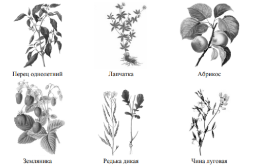 Рассмотрите изображения шести представителей мира растений. Предложите основание, согласно которому эти растения можно разделить на две группы по три представителя в каждой. 