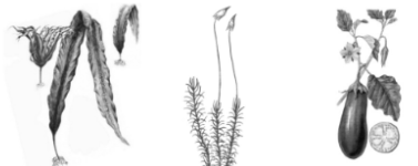 Рассмотрите изображения растений: кукушкин лён, ламинария, баклажан. Подпишите их названия под соответствующими изображениями. Под каждым названием растения укажите среду его обитания: наземно-воздушная, водная.