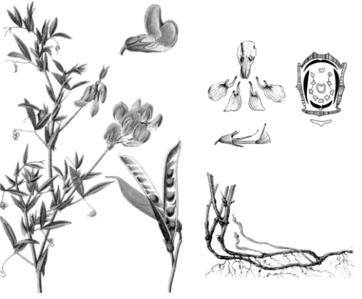 Рассмотрите изображение Чины луговой и выполните задания. Определите систематическое положение Чины луговой, выберите подходящие термины из списка и объясните свой выбор.