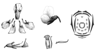 На рисунке изображены цветок Чины луговой и его отдельные элементы. Дайте описание цветка, используя приведённые ниже обозначения и термины. Пол цветка: А – обоеполый Б – мужской В – женский Тип симметрии: А – правильный Б – неправильный Сросшиеся элементы обозначаются скобками ( ). Внутри скобок находится цифра, обозначающая количество элементов данного цветка. Если элементы цветка расположены кругами, то между количеством элементов в каждом круге ставится знак «+».