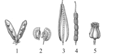 Укажите цифру, находящуюся на рисунке под изображением плода Чины луговой.