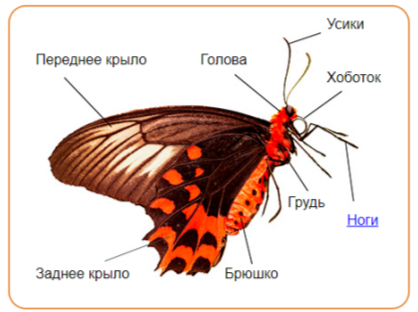 Один из самых многочисленных отрядов насекомых – Бабочки, или Чешуекрылые. Он насчитывает более 170 видов. 
