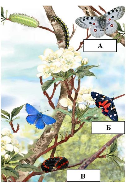 На основе информации из текста 1 и текста 2 (таблицы) для каждого изображения гусеницы и бабочки, обозначенных на картинке буквами, подберите их названия, обозначенные цифрами.