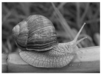 Какой тип развития характерен для виноградной улитки, изображённой на рисунке? Обоснуйте свой ответ.