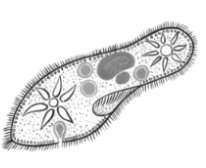 Какой тип питания характерен для инфузории туфельки, изображённой на рисунке? Обоснуйте свой ответ.