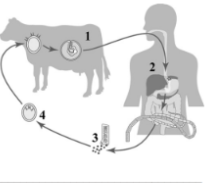 Рассмотрите схему, на которой представлен цикл развития бычьего цепня, и ответьте на вопросы.