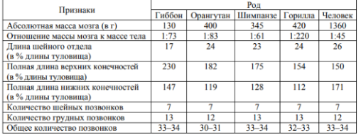 Изучите данные приведённой ниже таблицы и ответьте на вопросы. Задание 9.1. У представителей какого рода человекообразных обезьян самый высокий показатель отношения массы мозга к массе тела? Какие человекообразные обезьяны лучше всех приспособились к жизни в кронах деревьев? Назовите двух представителей. Задание 9.2. Какой из приведённых признаков может служить доказательством принадлежности всех приматов к классу Млекопитающие