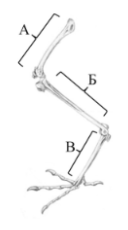 Рассмотрите рисунок. Какая конечность птицы изображена на рисунке?