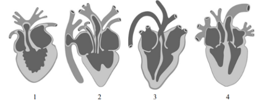 Какой цифрой на рисунке обозначено сердце птиц? Какая анатомическая особенность в строении сердца птиц способствует теплокровности этих животных? Сколько кругов кровообращения у птиц? Ответ запишите цифрой.