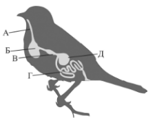 На рисунке представлена пищеварительная система птиц. Установите соответствие между отделами пищеварительной системы, обозначенными буквами (А–Д) на рисунке, и их названиями.