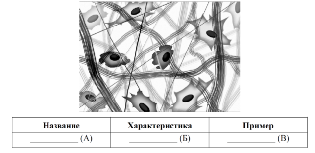 Рассмотрите рисунок с изображением ткани человека и укажите название, характеристику и пример этого типа ткани. Заполните пустые ячейки таблицы, используя термины и понятие, приведённые в списке. Для каждой ячейки, обозначенной буквой, выберите соответствующий термин или понятие из предложенного списка.
