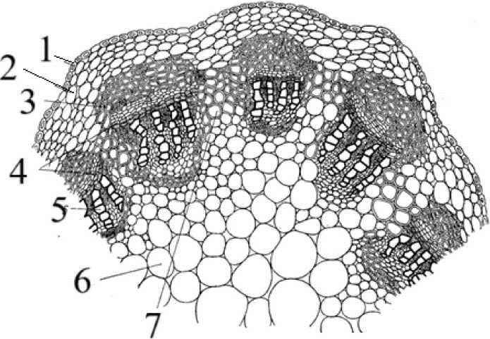 Рассмотрите рисунок и выполните задания 9,10.