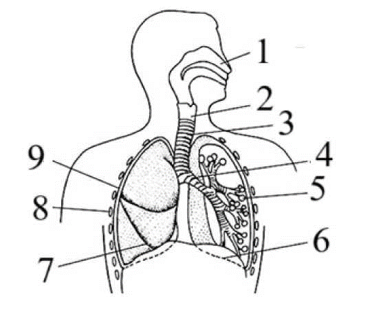 Рассмотрите рисунок и выполните задания 13,14.