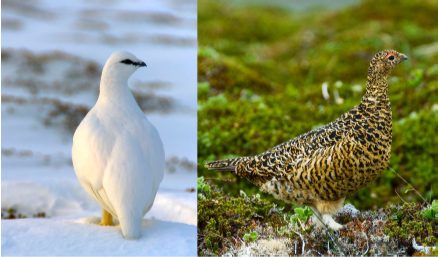 На рисунке изображена самка белой куропатки в разные сезоны года. Какое ОБЩЕЕ свойство живых систем иллюстрирует данное изображение?