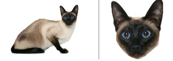 Рассмотрите фотографию кошки. Выберите характеристики, соответствующие внешнему строению кошки, по следующему плану: окрас, форма ушей, форма головы, форма глаз.