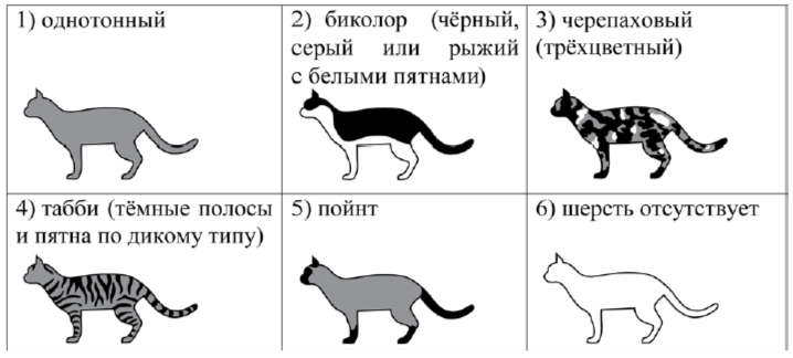 А. Окрас шерсти