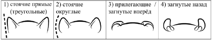 Б. Форма ушей